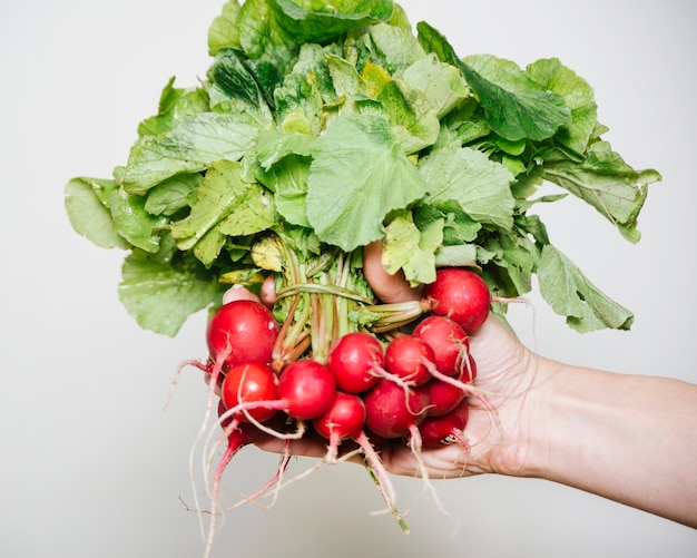 Free photo human hand holding freshly harvested radishes