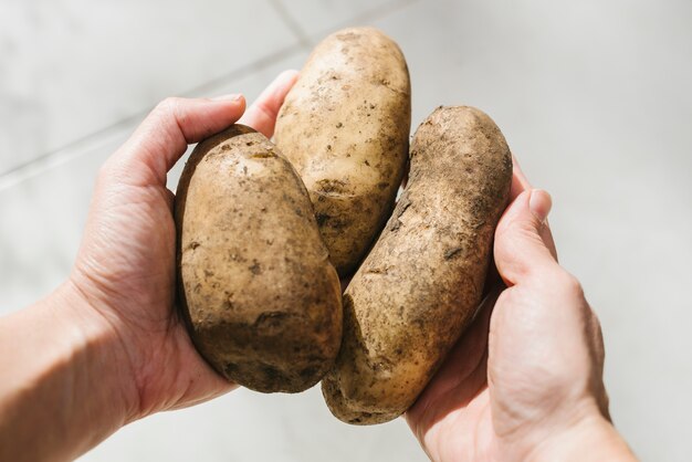 Human hand holding organic potatoes
