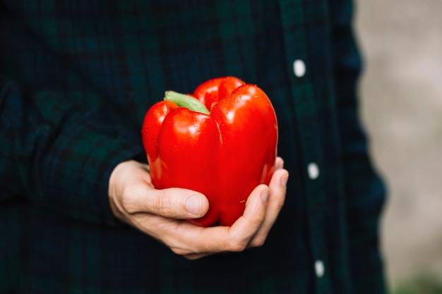 Human hand holding red bell pepper