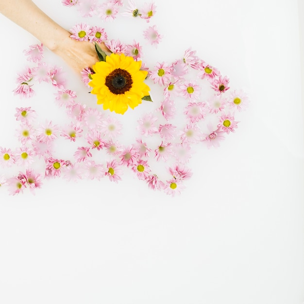 Human hand holding yellow flower amongst pink blossom on white background