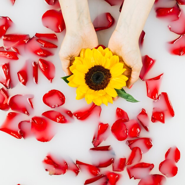 Human hand holding yellow flower over red petals floating on water