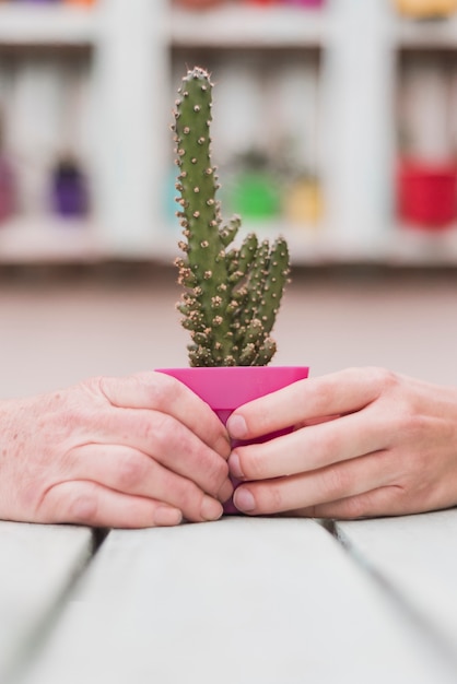 Free photo human hands holding potted cactus plant