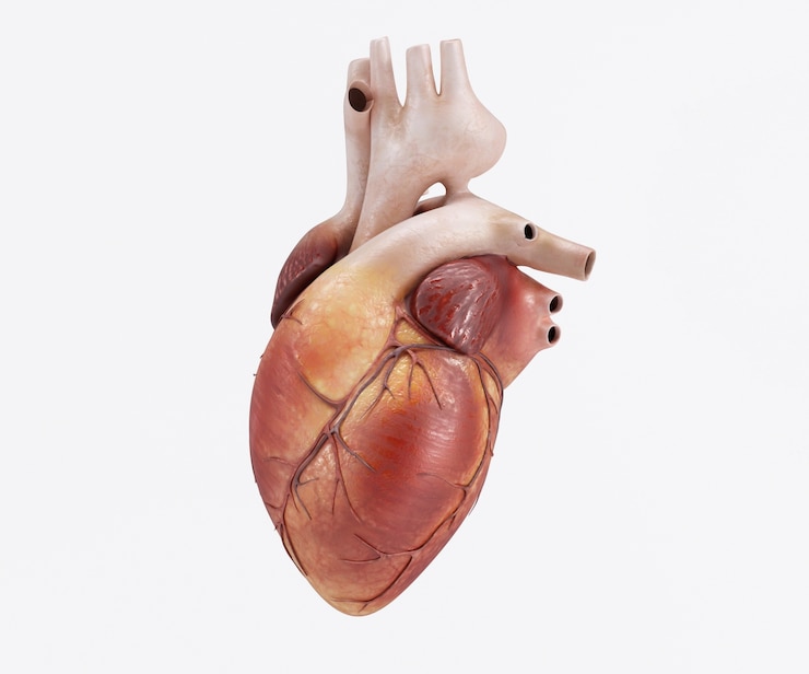 Free Photo human heart design