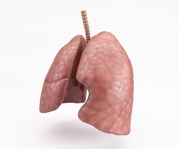 인간 폐
