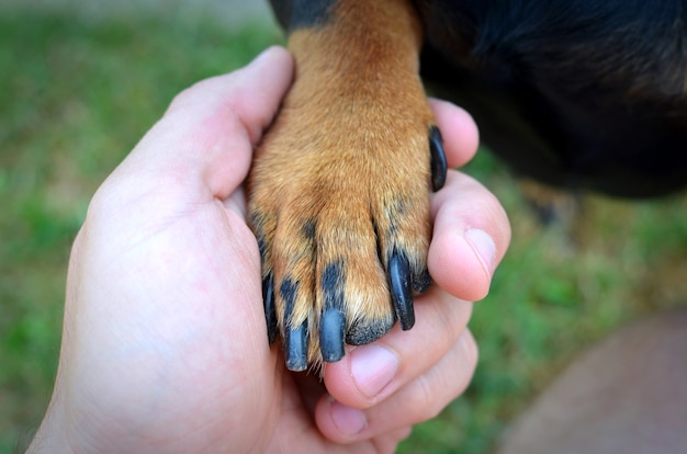 人間の手と犬の足の握手