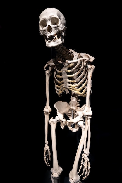 分離された黒い背景の上の人間の骨格