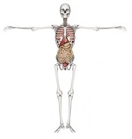 Free photo human skeleton