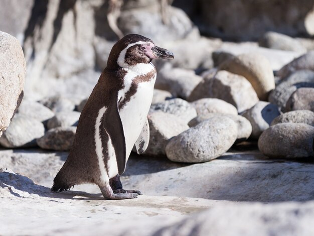 Humboldt penguin on stones