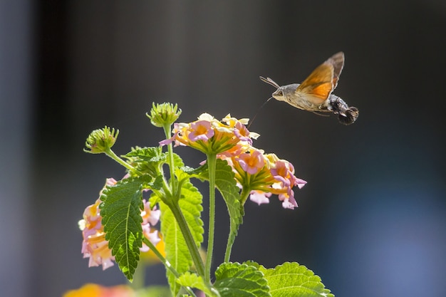 Hummingbird flying next to flower