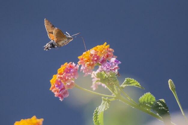 Hummingbird flying towards flower