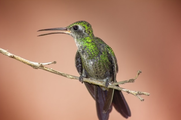 Free photo hummingbird perched on a tree branch