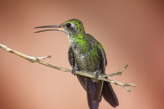 Hummingbird perched on a tree branch