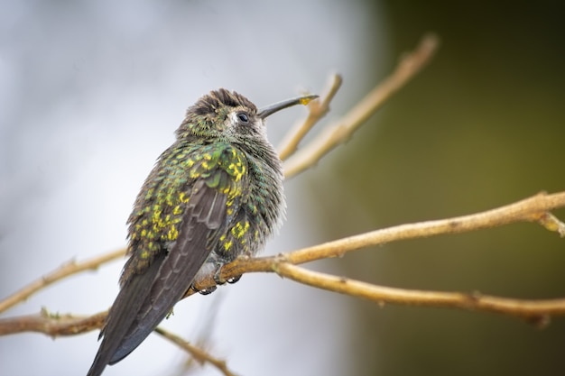 Free photo hummingbird perched on a tree branch