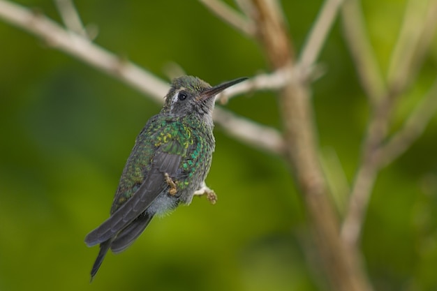 Hummingbird perched on tree branch