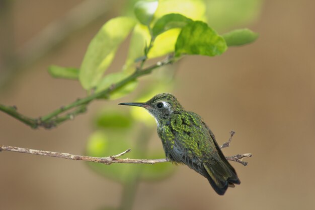 Hummingbird perched on tree branch