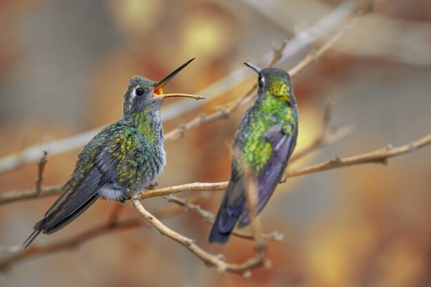 Hummingbirds perched on a tree branch