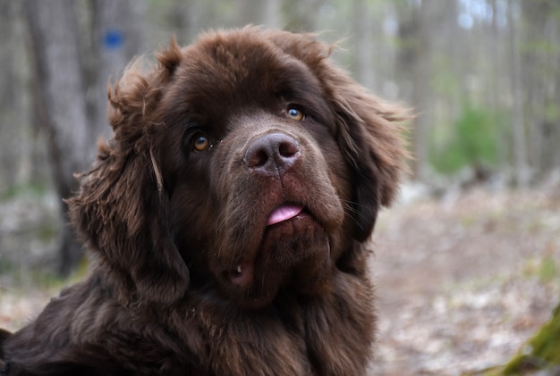 Humorous Newfoundland puppy dog with his tongue peaking out