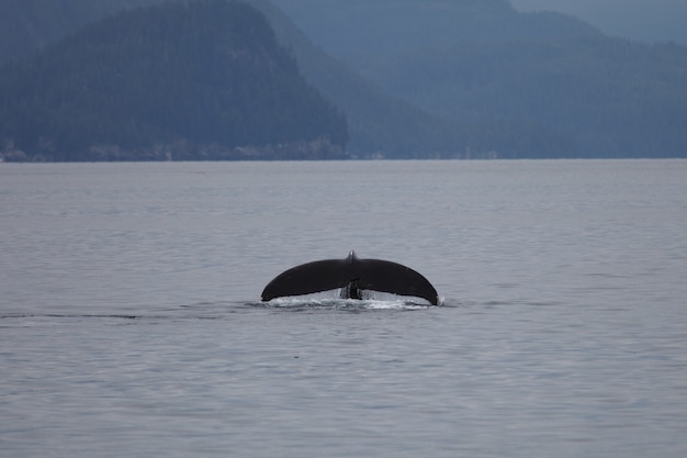 Free photo humpback whale fluke in the sea in alaska