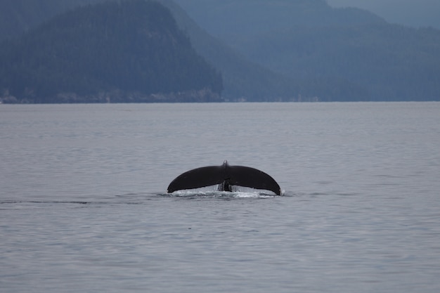 Humpback whale fluke in the sea in Alaska