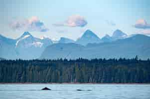 Free photo humpback whale fluke sutil channel in the discovery islands near quadra island bc canada