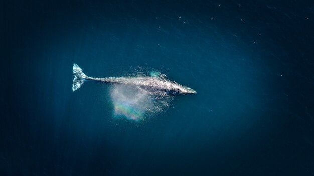 Humpback Whale