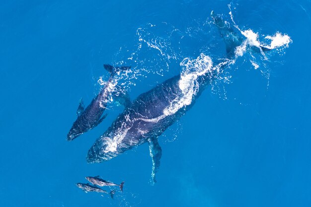 Humpback whales off the coast of Kapalua, Hawaii