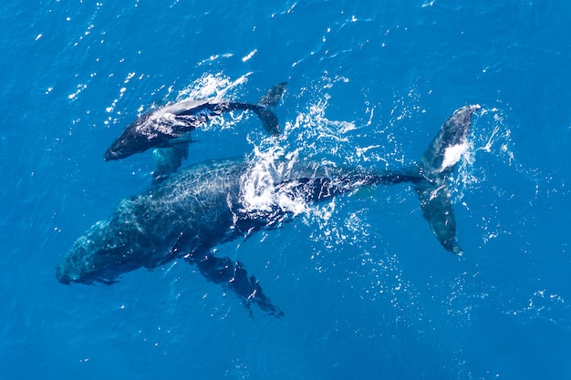 ハワイのカパルア沖で空中ドローンを使って上から撮影したザトウクジラ