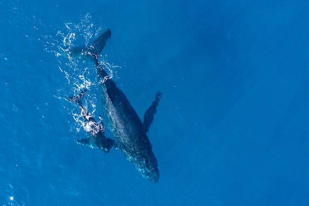 하와이 카팔 루아 해안에서 공중 드론으로 촬영 한 혹등 고래