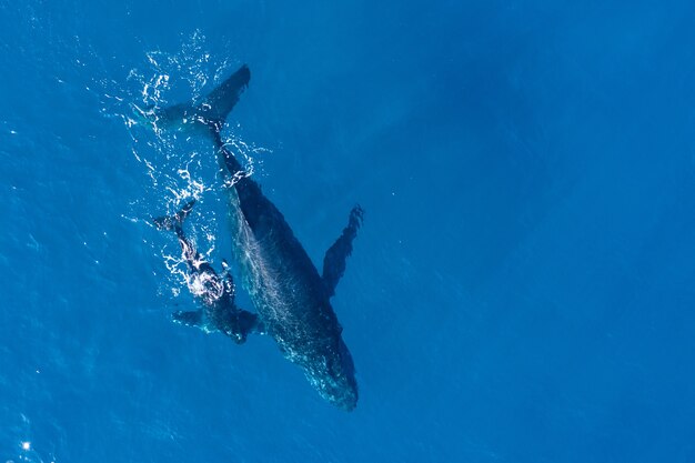 ハワイのカパルア沖で空中ドローンを使って上から撮影したザトウクジラ