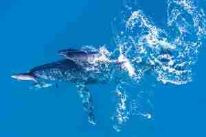 Free photo humpback whales photographed from above with aerial drone off the coast of kapalua, hawaii