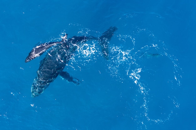 ハワイのカパルア沖で空中ドローンを使って上から撮影したザトウクジラ