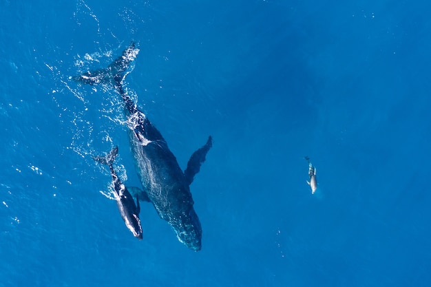 ハワイのカパルア沖で空中ドローンを使って上から撮影したザトウクジラ