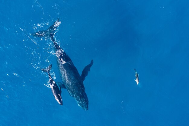 Humpback whales photographed from above with aerial drone off the coast of Kapalua, Hawaii