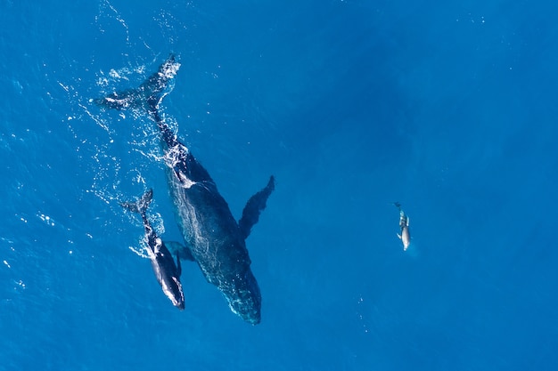 Humpback whales photographed from above with aerial drone off the coast of Kapalua, Hawaii