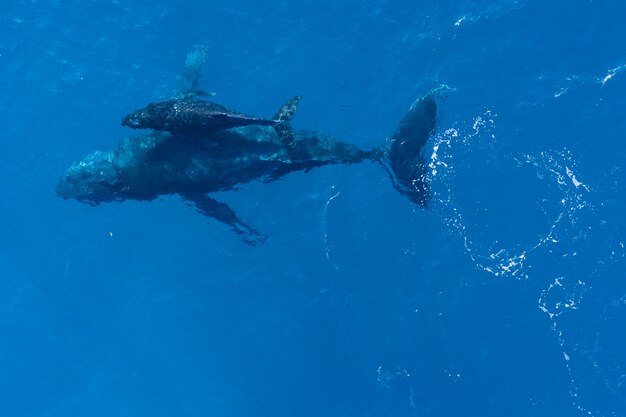 ザトウクジラの水泳、空撮
