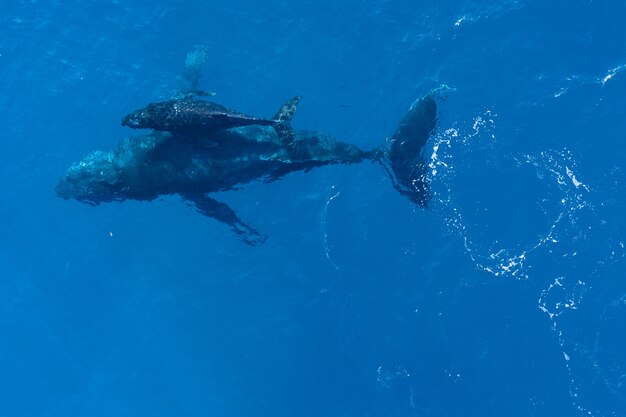 Humpback whales swimming, aerial view