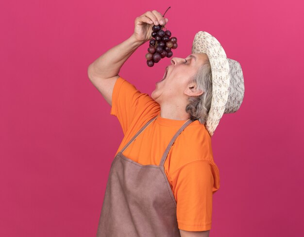 Hungry elderly female gardener wearing gardening hat holding and pretending to eat bunch of grapes