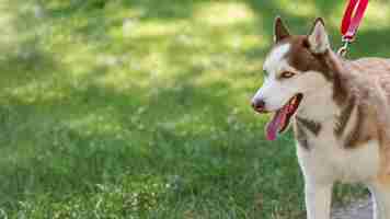 Free photo husky dog being walked in the park