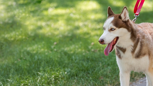 Husky dog being walked in the park