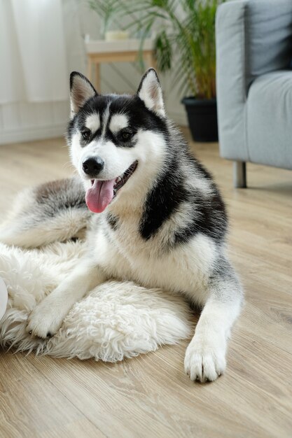 Husky dog lying down