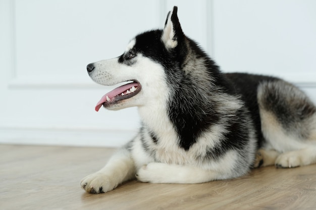 Husky dog lying down