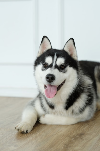 Free photo husky dog lying down