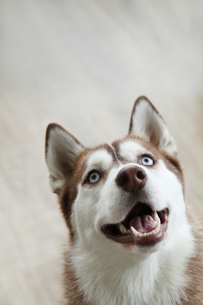 ハスキー犬の肖像画