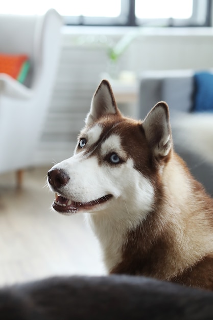 ハスキー犬の肖像画