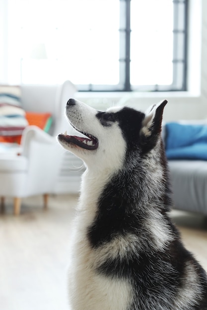 ハスキー犬の肖像画