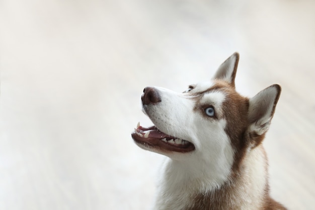 ハスキー犬の肖像画