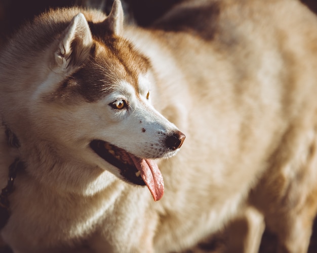 Free photo husky dog