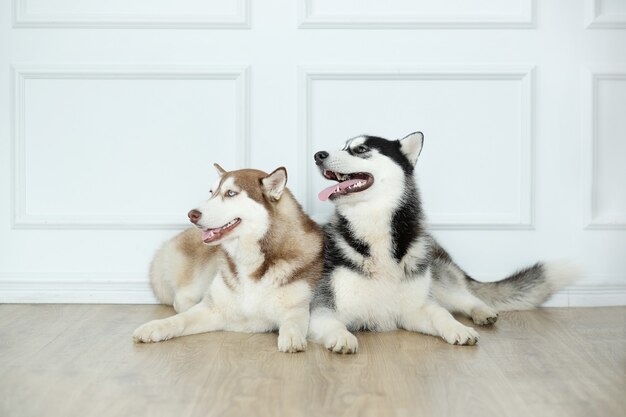 Husky dogs on the floor