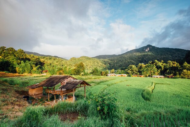 hut in rice field in Thailand