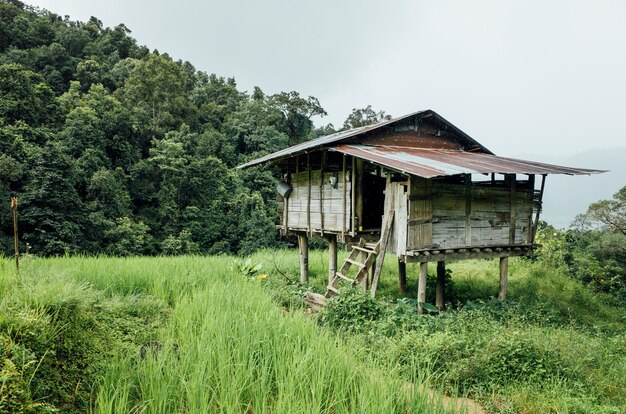 hut in rice field in Thailand